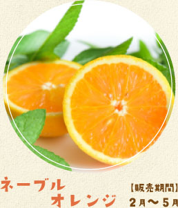 ネーブルオレンジ　【販売期間】２月～５月